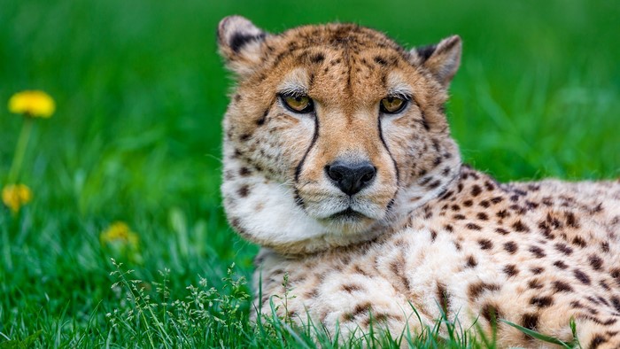 Cheetahs lying in green grass