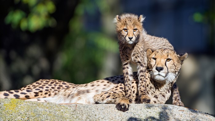 Cheetahs and Cubs on a Rock