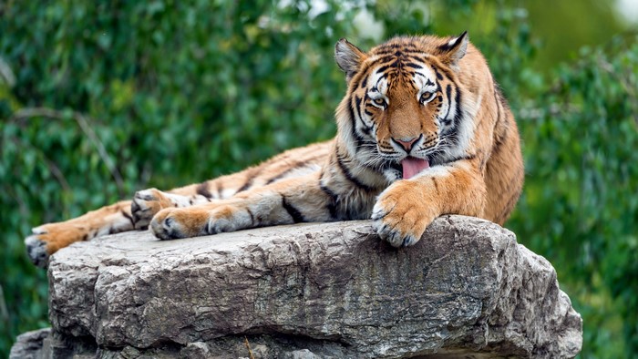 Tiger lying on a rock