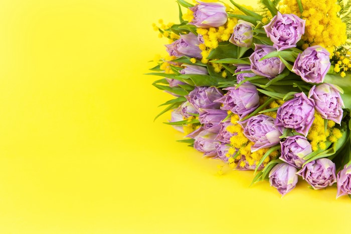 Bouquet of purple tulips and silver wattle on yellow background