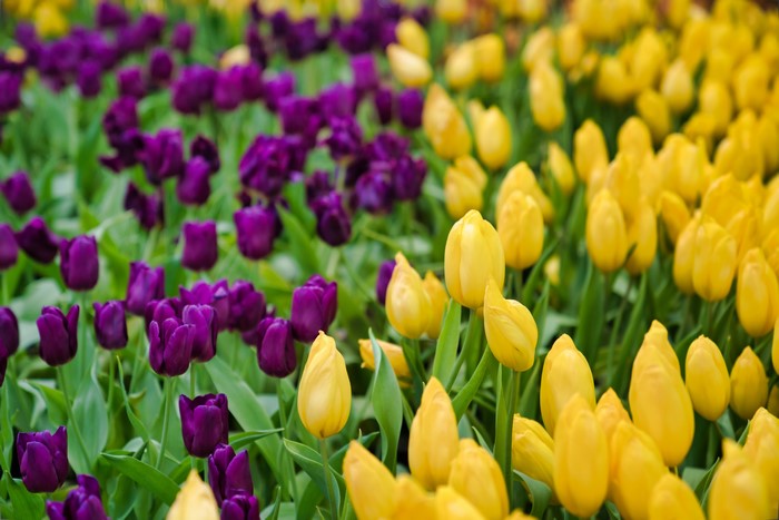 Many Tulips in Yellow and Violet