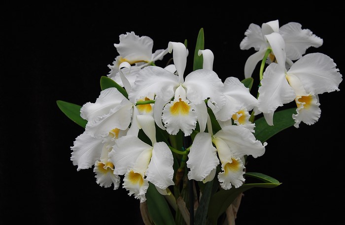 White Cattleya orchids with yellow centers on a black background