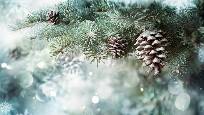 Christmas Pine Cones on Snowy Branches