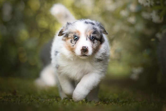 Australian Shepherd puppy running in grass