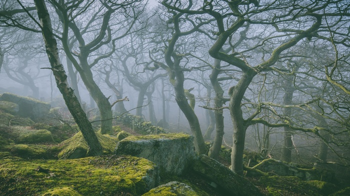 Misty forest with gnarled trees and mossy rocks