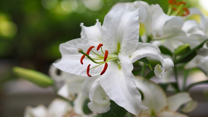 4K Closeup of White Lilies