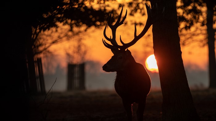 Deer silhouette during sunrise with antlers