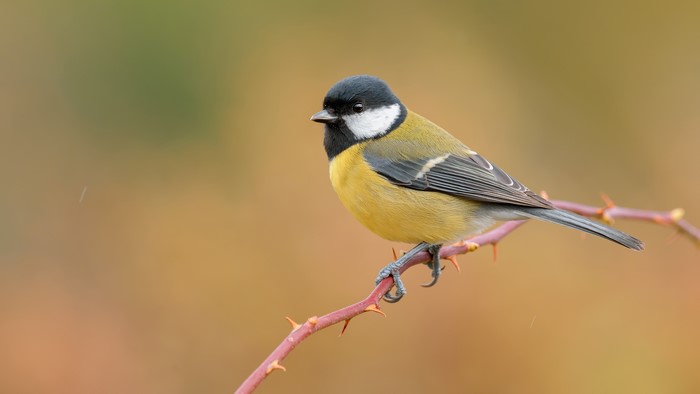 Great Tit bird on a thorny branch