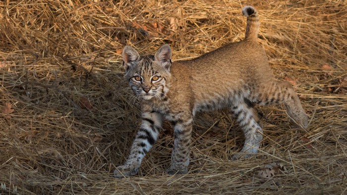 Bobcat Kitten in Straw