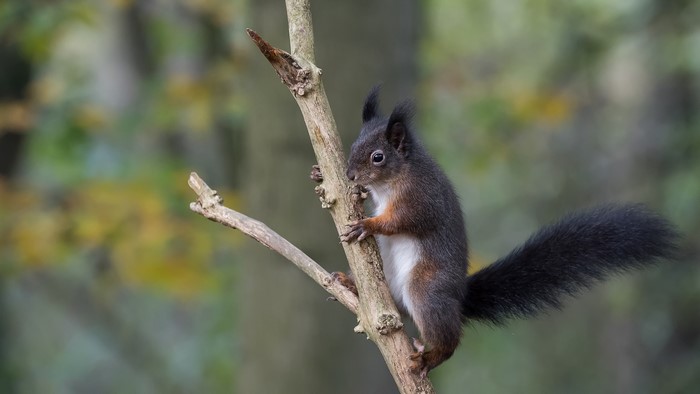 Red Squirrel on a Branch