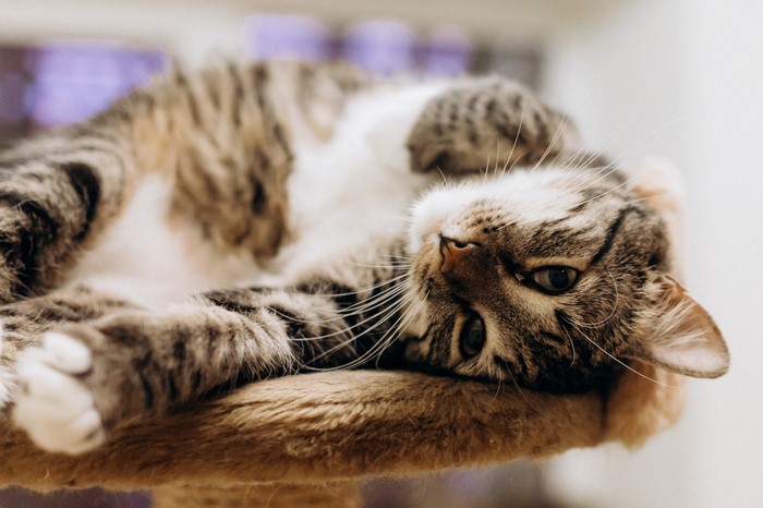 Tabby cat lying on its back on a cat tree