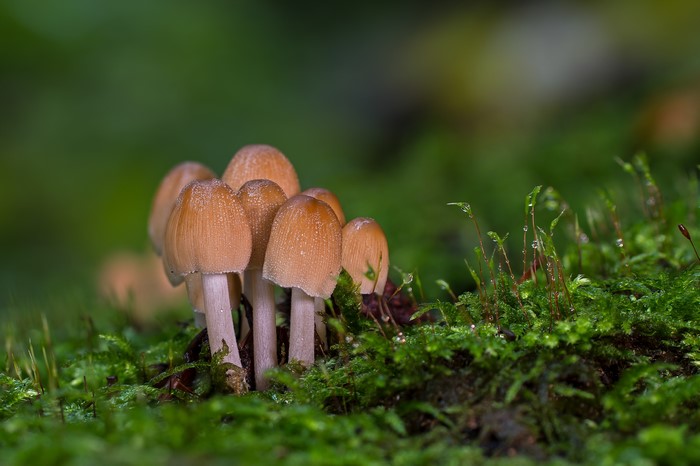 Mushrooms growing on moss with bokeh
