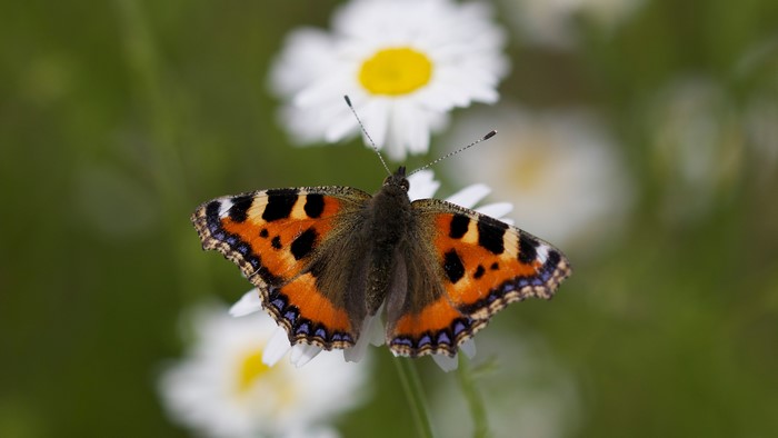 Small tortoiseshell butterfly on a daisy