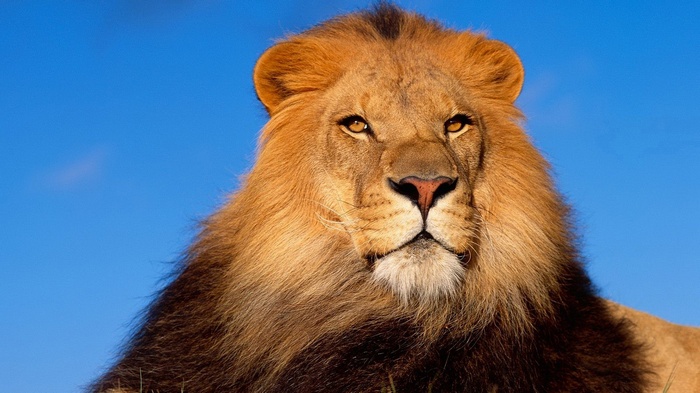 Close-up of a male lion's face
