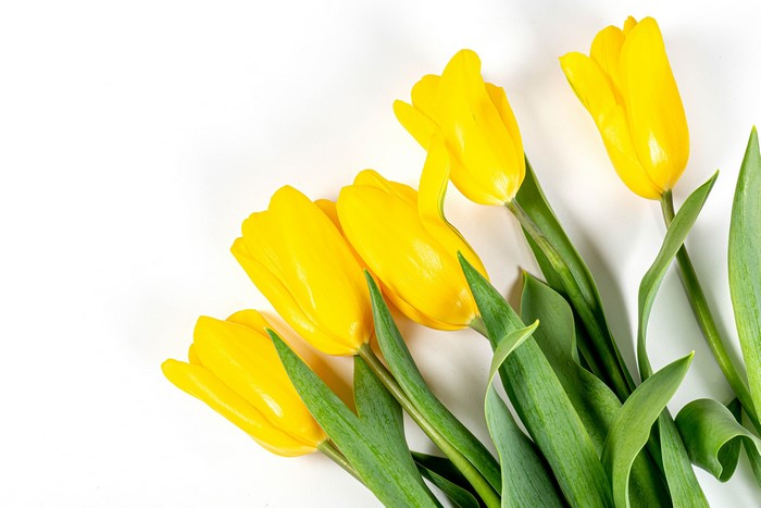 Yellow Tulips on White Background