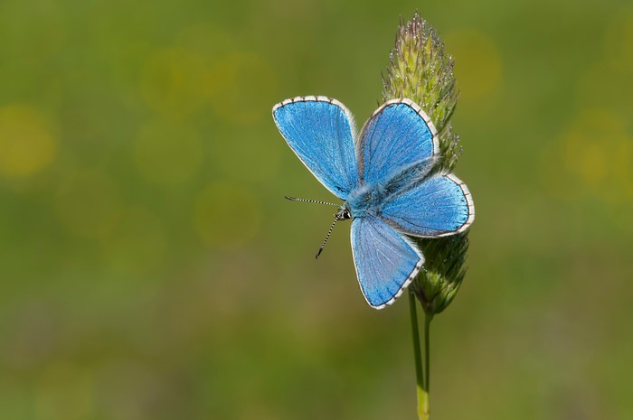 Adonis blue butterfly on a plant stem