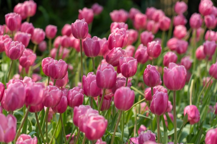 Pink Tulips with Bokeh