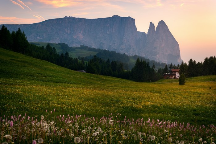 Meadow with wildflowers and mountains in Italy