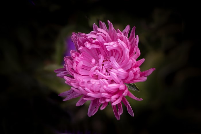 Close-up of a pink aster flower