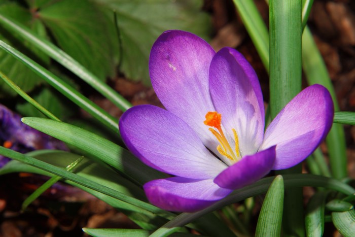 Close-up of a Violet Crocus flower