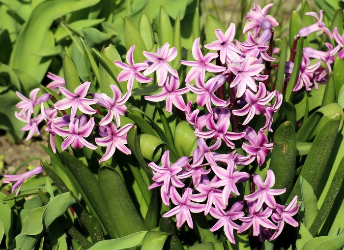 Pink Hyacinths in a Garden