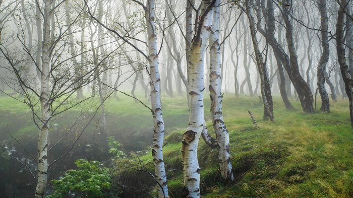 Birch trees in a misty forest