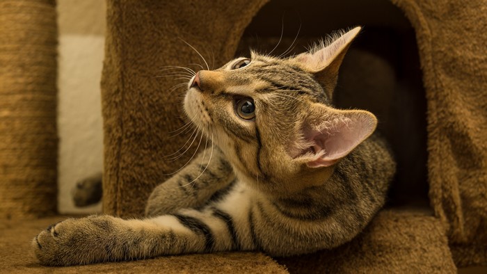 Tabby kitten looking up from cat tree