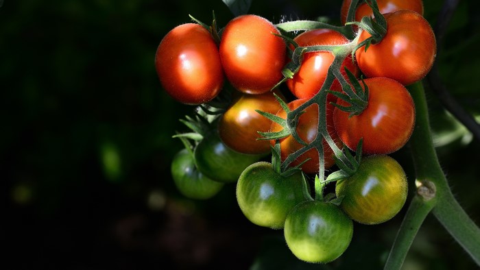 Tomatoes on Branches
