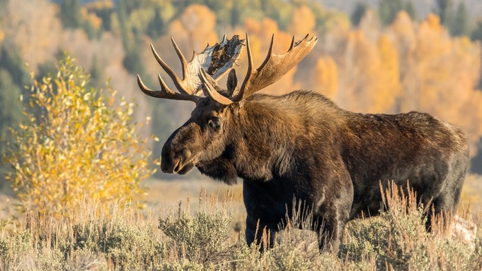 Moose with large antlers in a field