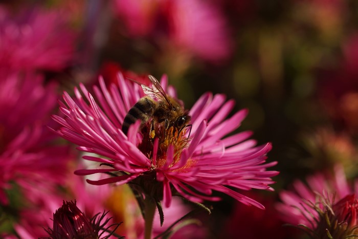 4K Closeup of a Bee on a Pink Flower