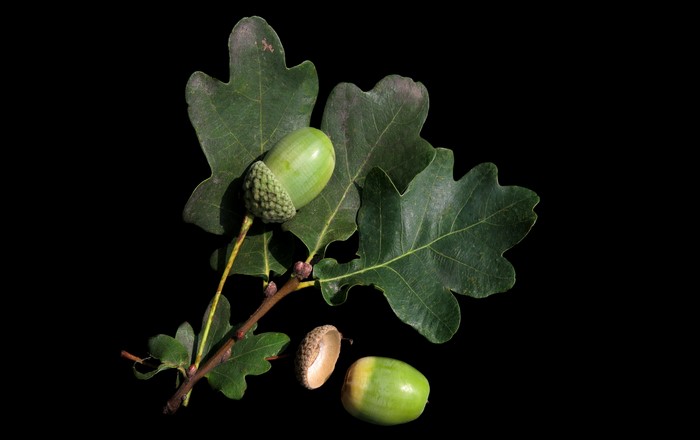 Oak leaves and acorns on black background