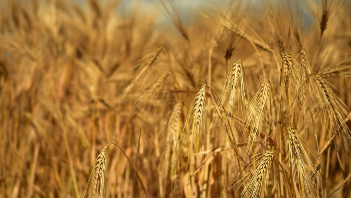 4K Rye Field Closeup
