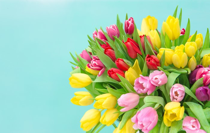4K Tulips Bouquet Multicolor