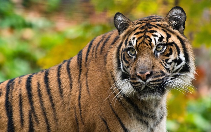 Tiger with black stripes and whiskers