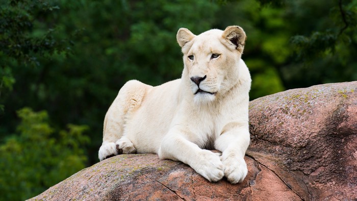White Lioness Lying on Rocks