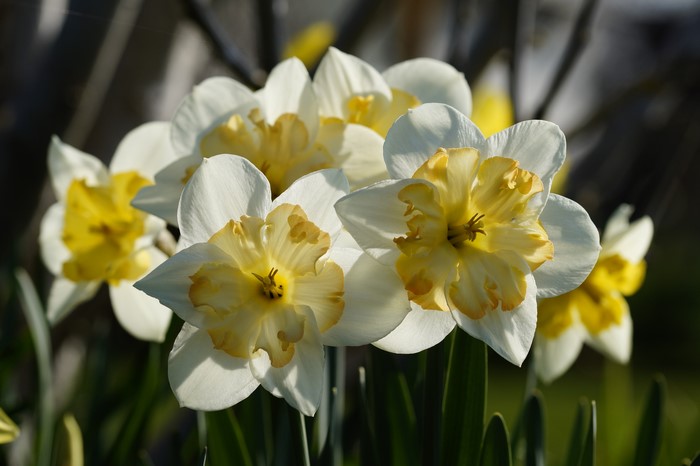 White and Yellow Daffodils Closeup