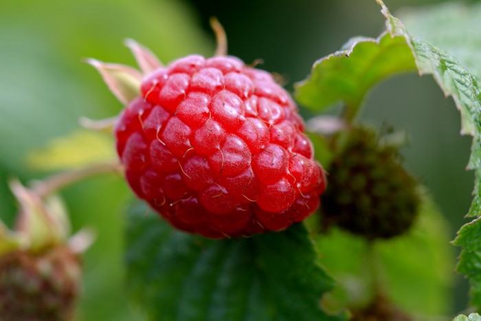 Raspberry on a branch with leaves