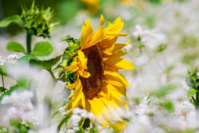 Sunflowers with Bokeh