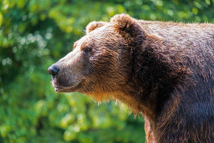 Brown Bear Head Closeup