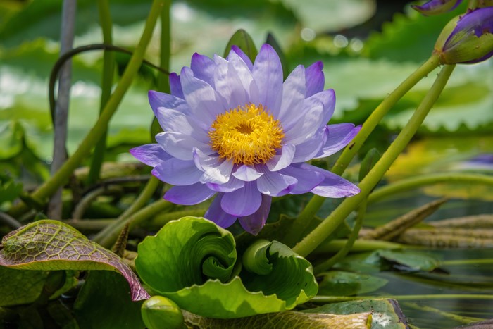 Violet Lotus Flower
