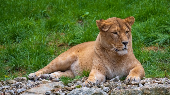 Lioness lying down on stones and grass