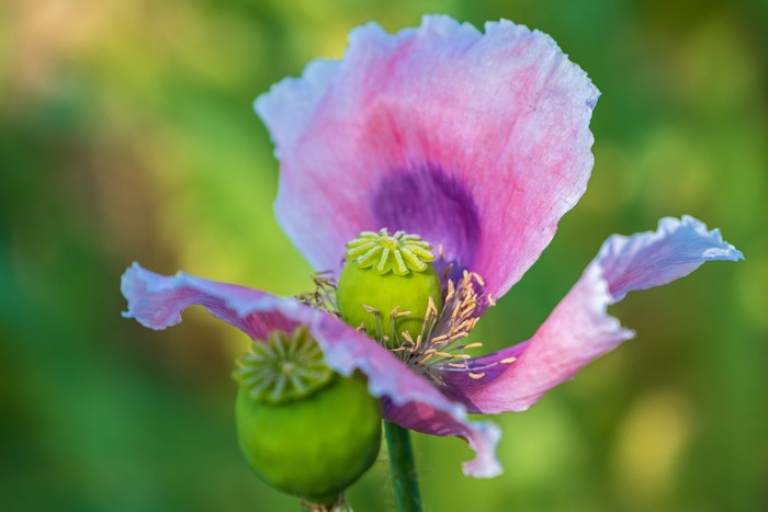 Pink Poppy Flower with Seed Pods