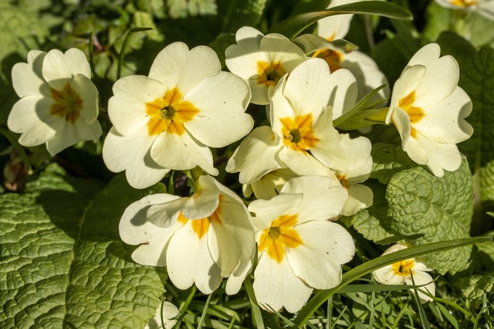White Primula flowers with yellow centers