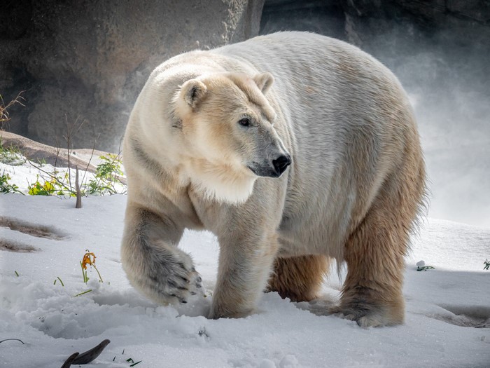 Polar bear walking in the snow