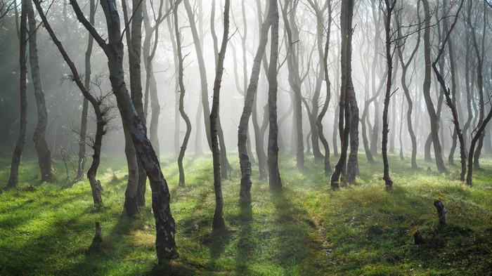 Misty forest with sunbeams filtering through trees
