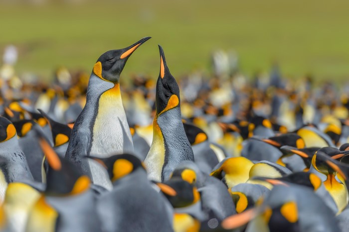 King Penguins in a Colony
