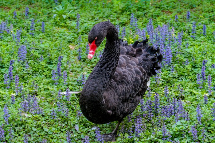 Black Swan with Red Beak in Purple Flowers
