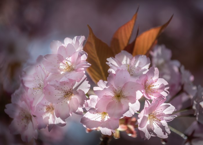 Pink Sakura Cherry Blossoms with Brown Leaves