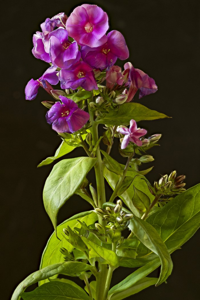 Purple Phlox flowers with buds on black background