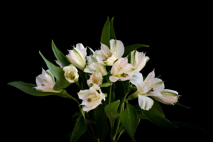 White Alstroemeria Bouquet on Black Background